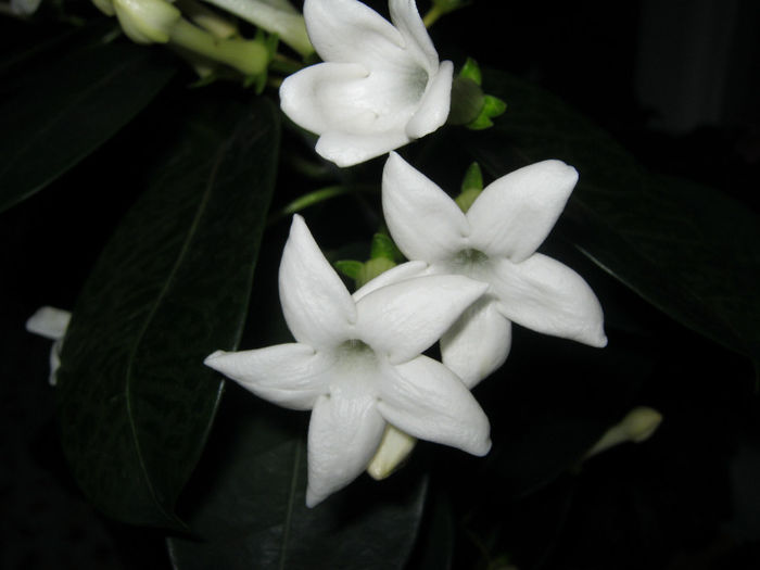 IMG_1397 - Florile mele 1