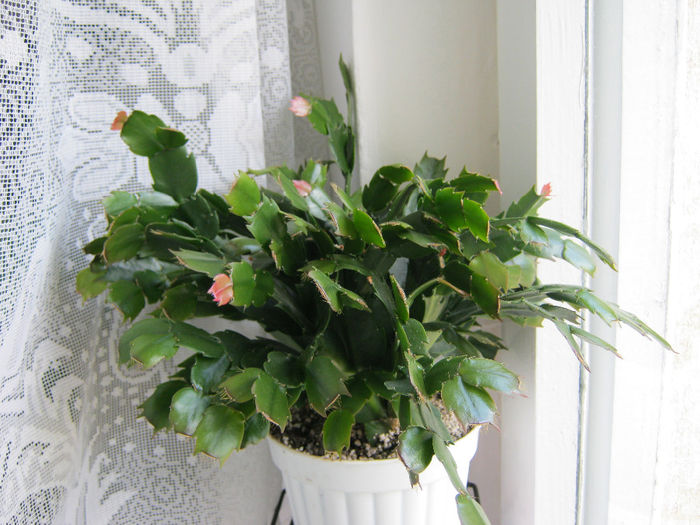 schlumbergera
