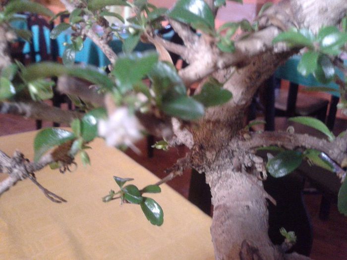 2013-09-05 16.12.31 - bonsai inflorit