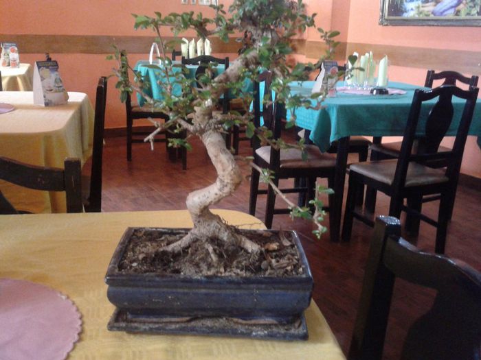 2013-09-05 16.13.15 - bonsai inflorit