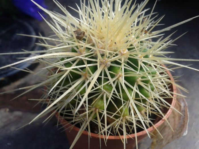 2013-08-29 10.56.27 - cactusi
