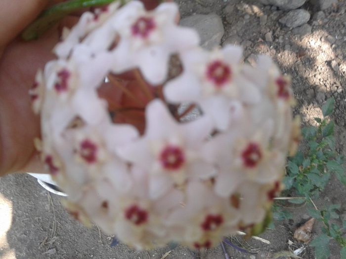 2013-08-26 10.55.50 - Copy - hoya cornosa