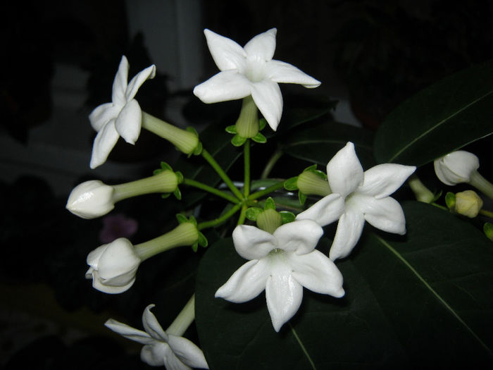 IMG_1395 - STEPHANOTIS-ul MEU