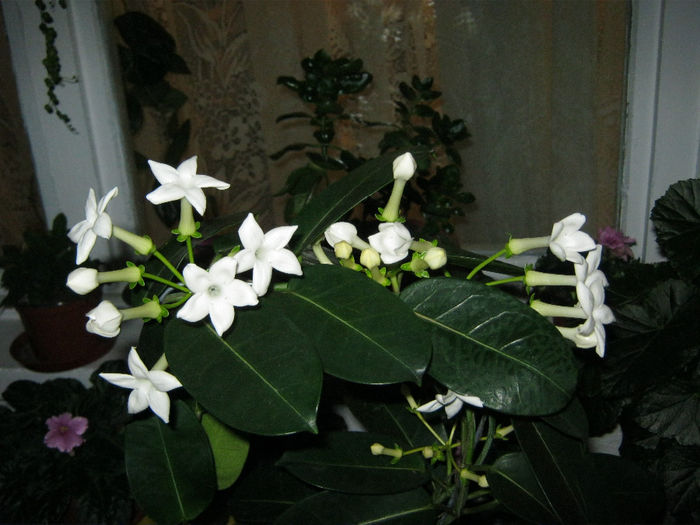 IMG_1396 - STEPHANOTIS-ul MEU