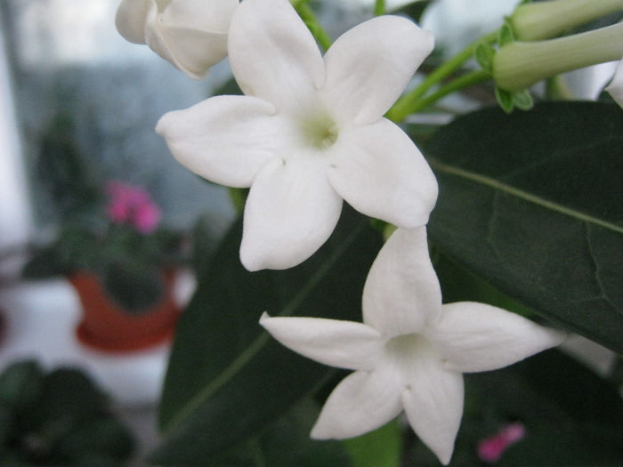 IMG_1402 - STEPHANOTIS-ul MEU