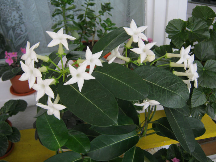 18 septembrie - STEPHANOTIS-ul MEU