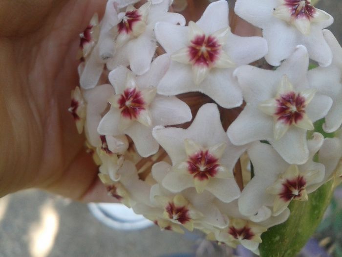 2013-08-26 10.56.18 - hoya cornosa