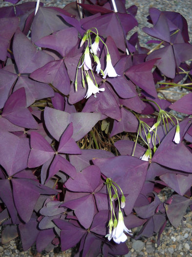 089 - Oxalis-2012-2013