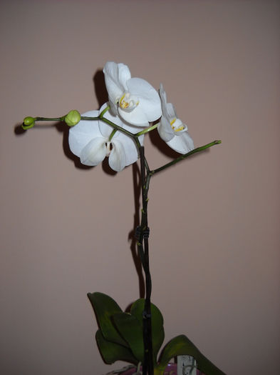 18.09.013 - Orhideea - Phalaenopsis-Cambria