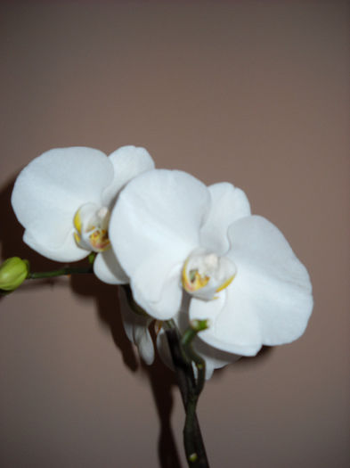 a 2 inflorire> toamna - Orhideea - Phalaenopsis-Cambria