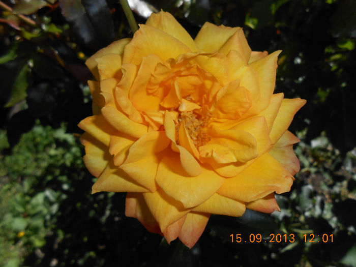 DSCN4171 - Trandafiri