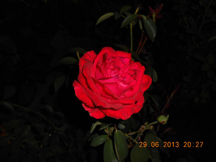 DSCN2353 - Trandafiri