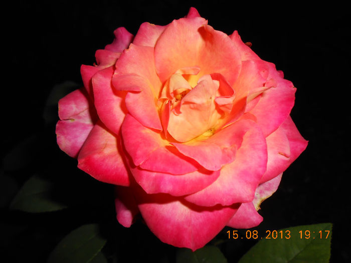 DSCN3614 - Trandafiri