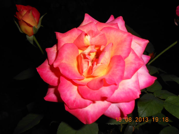 DSCN3617 - Trandafiri