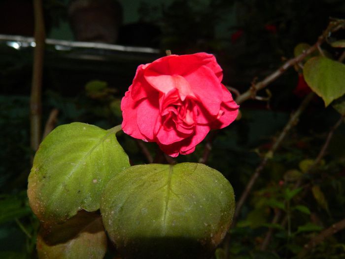 DSCN1709