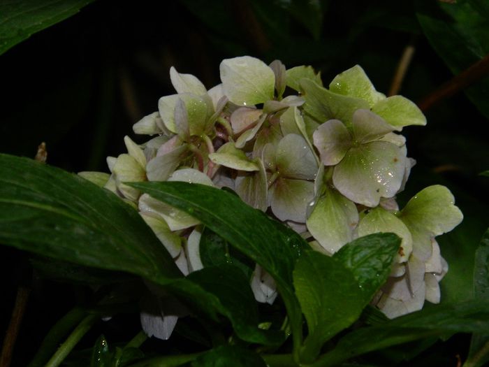 DSCN1738