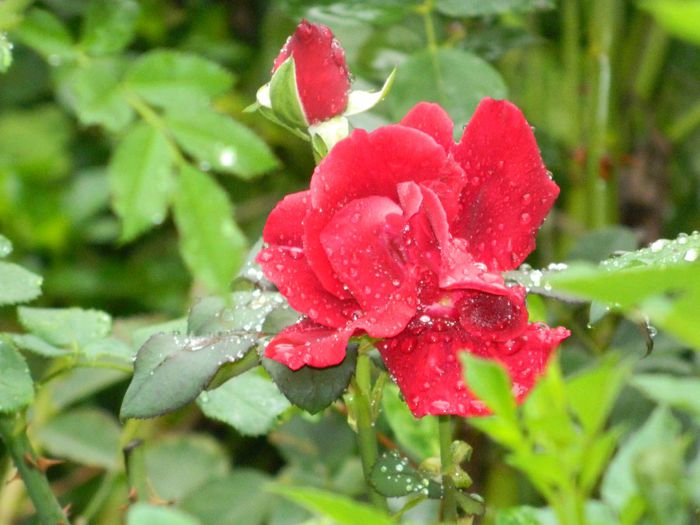 DSCN1778