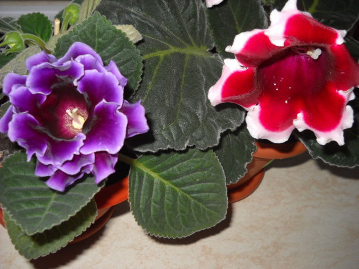 Allgero purple &Kaiser frederik - 1GLOXINIA- 2013
