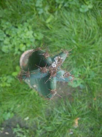 DSC05706 - Cereus peruvianus