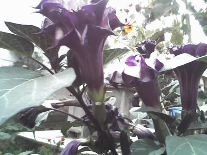 16-09-13_1948 - DATURA MOV