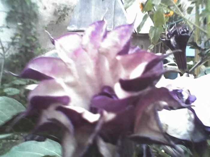 16-09-13_1951 - DATURA MOV