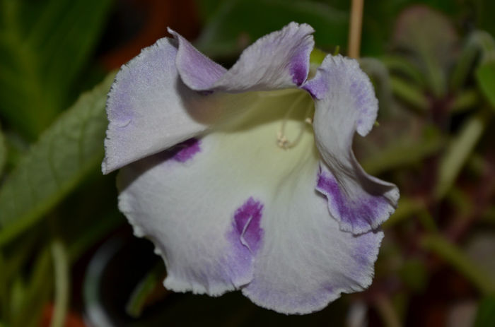 Gloxinia Wings of dragonfly prima floare - Gloxinii 2013