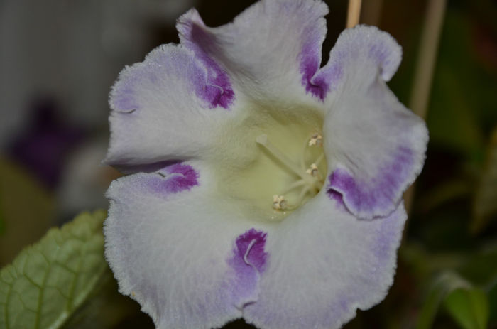 Gloxinia Wings of dragonfly