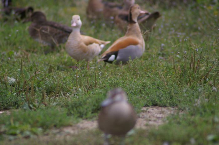 IMGP9319 - RATE EXOTICE-exotic ducks