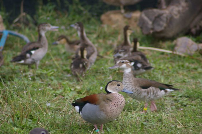 IMGP9331 - RATE EXOTICE-exotic ducks