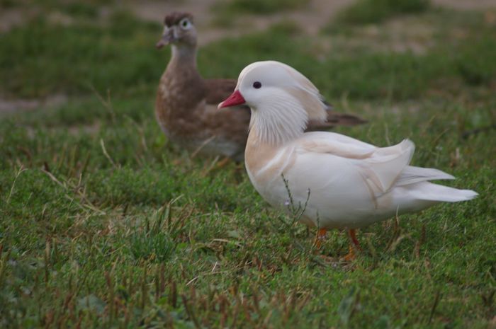 IMGP9338 - RATE EXOTICE-exotic ducks