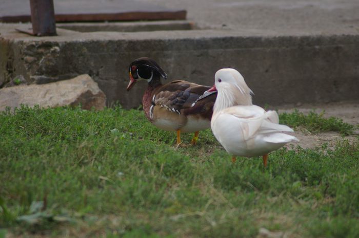 IMGP9341 - RATE EXOTICE-exotic ducks