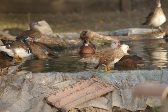 IMGP9352 - RATE EXOTICE-exotic ducks
