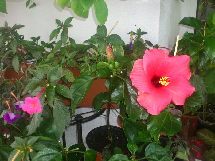 Cairo Red - Hibiscusi