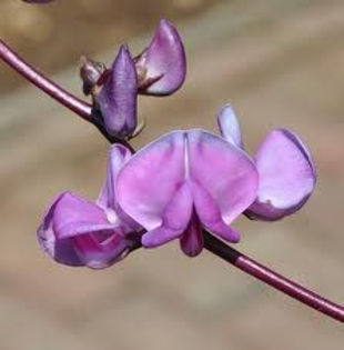 lablap purpureus - LABLAB PURPUREUS