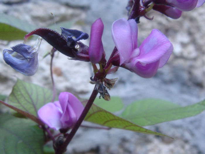 sau fasolea decorativa - LABLAB PURPUREUS