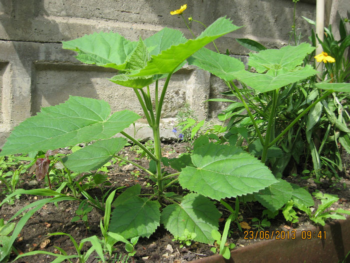 Acestia doi au primit..... - 3 PAULOWNIA TOMENTOSA 2013