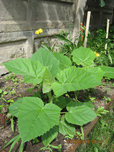 si vor primii in continuare....