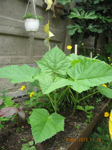 stimulatori de crestere..... - 3 PAULOWNIA TOMENTOSA 2013