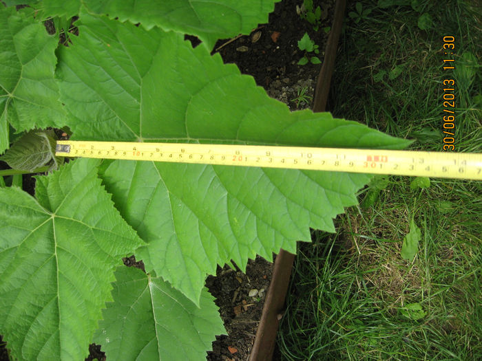 si de dezvoltare.....