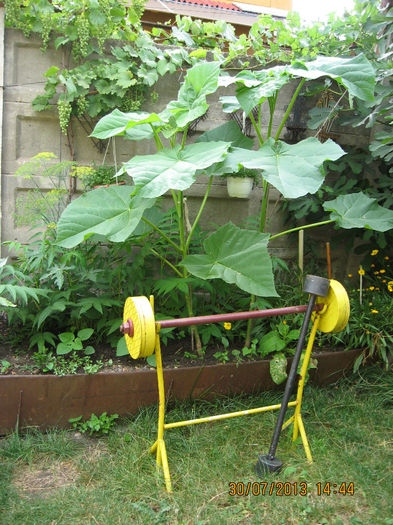 si se poate vedea din analiza.... - 3 PAULOWNIA TOMENTOSA 2013