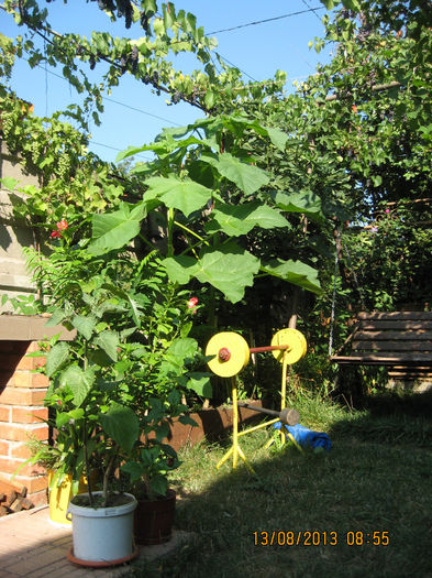 de aceea am si urmarit..... - 3 PAULOWNIA TOMENTOSA 2013