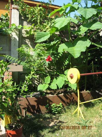 indeaproape evolutia lor.