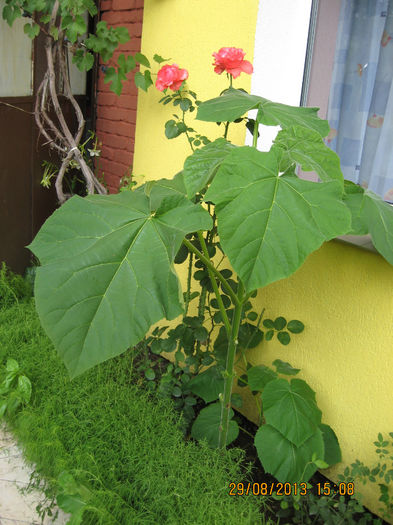 ACESTIA. - 3 PAULOWNIA TOMENTOSA 2013