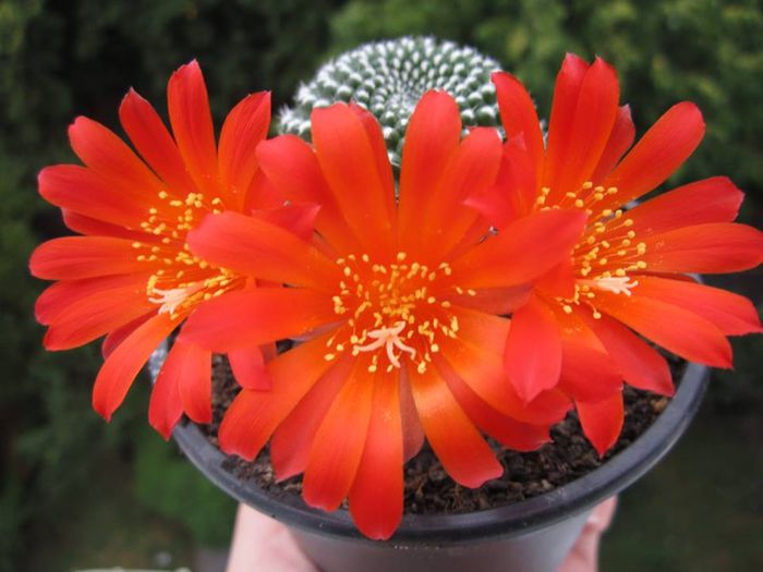 Rebutia krainsiana