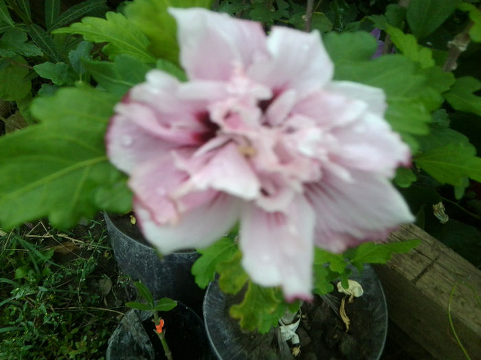 Fotografie7508 - enjoy the summer-1