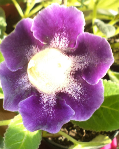 DSC00309 - gloxinii  si minisinningii 2013