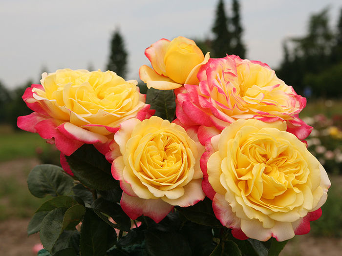 Edelrose-Kordes-Jubilee - trandafiri noi pentru gradina mea