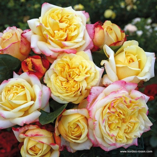 edelrose_kordes-jubilee_kordes - trandafiri noi pentru gradina mea