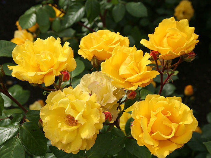 Stuttgardia - trandafiri noi pentru gradina mea