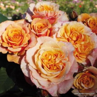 rose_orange_strauchrose_la-villa-cotta_kordes_06 - trandafiri noi pentru gradina mea